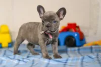 Charlene, a female Frenchton for sale in Millersburg, OH – Photo 2 of 7
