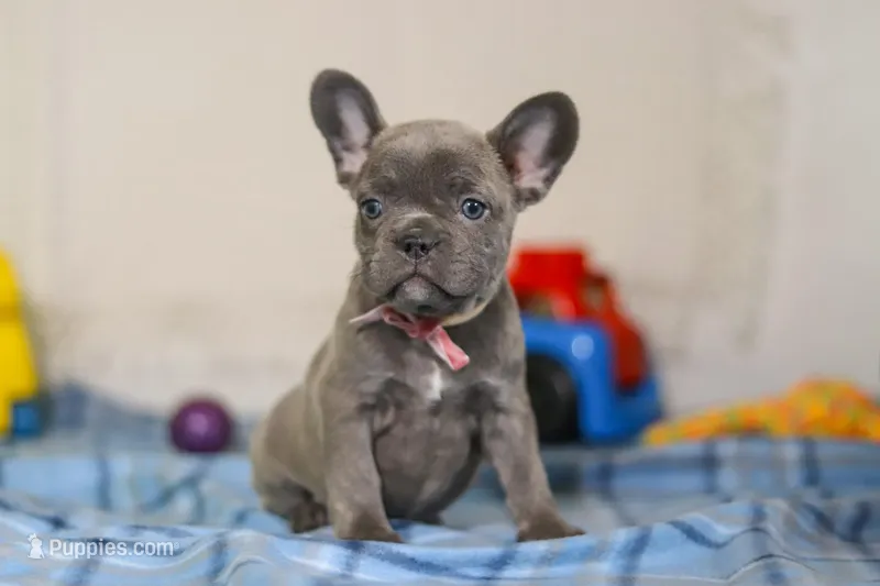 Charlene – Frenchton puppy for sale in Millersburg, OH