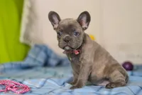 Charlene, a female Frenchton for sale in Millersburg, OH – Photo 4 of 7