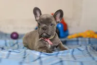 Charlene, a female Frenchton for sale in Millersburg, OH – Photo 7 of 7