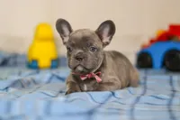 Charlene, a female Frenchton for sale in Millersburg, OH – Photo 5 of 7