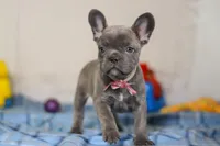 Charlene, a female Frenchton for sale in Millersburg, OH – Photo 6 of 7