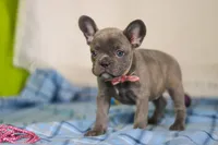 Charlene, a female Frenchton for sale in Millersburg, OH – Photo 3 of 7