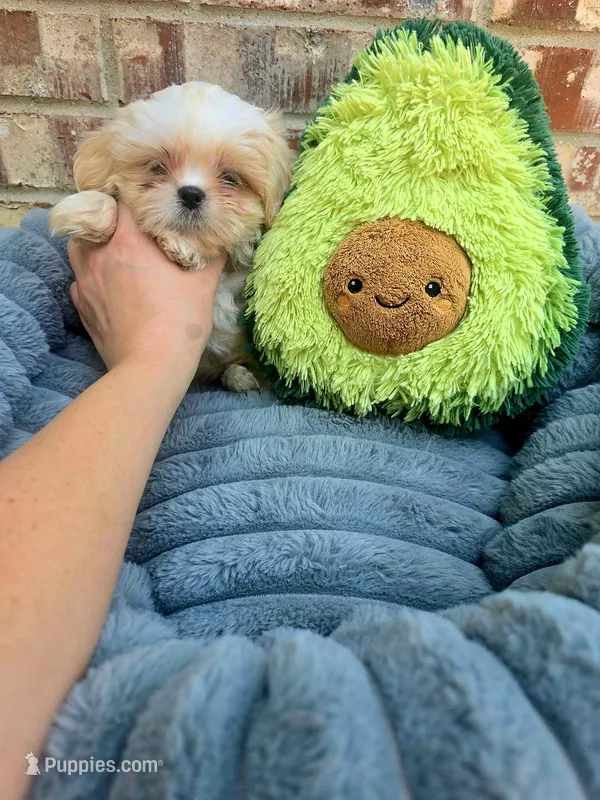 Cody – Shih Tzu puppy for sale in Dallas, TX