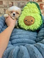 Cody, a male Shih Tzu for sale in Dallas, TX – 1 of 6