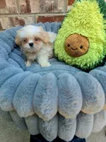 Cody, a male Shih Tzu for sale in Dallas, TX – 6 of 6