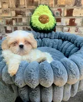 Cody, a male Maltese and Shih Tzu for sale in Dallas, TX – 4 of 6