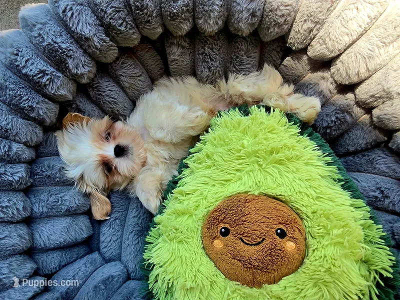 Cody – Maltese, Shih Tzu puppy for sale in Dallas, TX
