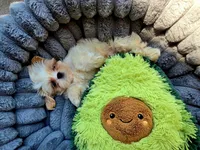 Cody, a male Shih Tzu for sale in Dallas, TX – 4 of 6