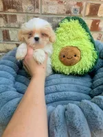Cody, a male Shih Tzu for sale in Dallas, TX – 3 of 6