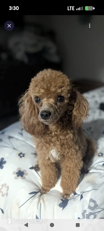 New Liter – Maltipoo puppy for sale in Melbourne, FL