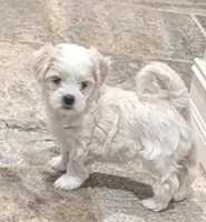 Blue collar, a male Maltese for sale in Melbourne, FL – Photo 1 of 4