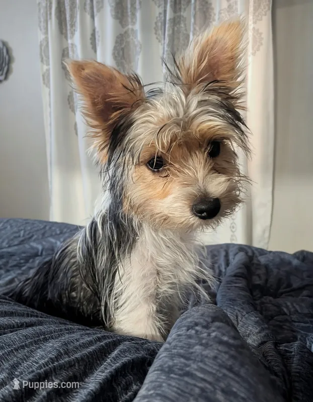 Ozzy – Silky Terrier, Yorkshire Terrier puppy for sale in Melbourne, FL