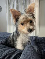Ozzy, a male Silky Terrier and Yorkshire Terrier for sale in Melbourne, FL – 1 of 1