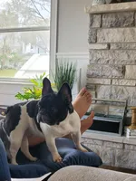 Sissy, a female French Bulldog for sale in Melbourne, FL – Photo 2 of 2