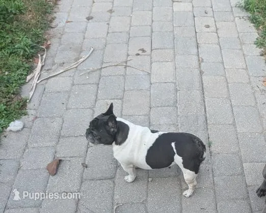 Sissy, a female French Bulldog for sale in Melbourne, FL – Photo 1 of 2