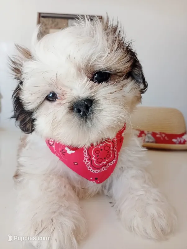 Botton – Shih Tzu puppy for sale in Phoenix, AZ