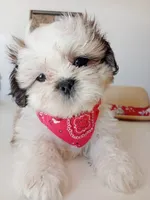 Botton, a male Shih Tzu for sale in Phoenix, AZ – 1 of 1