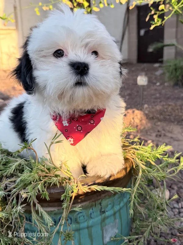 Turko – Shih Tzu puppy for sale in Phoenix, AZ