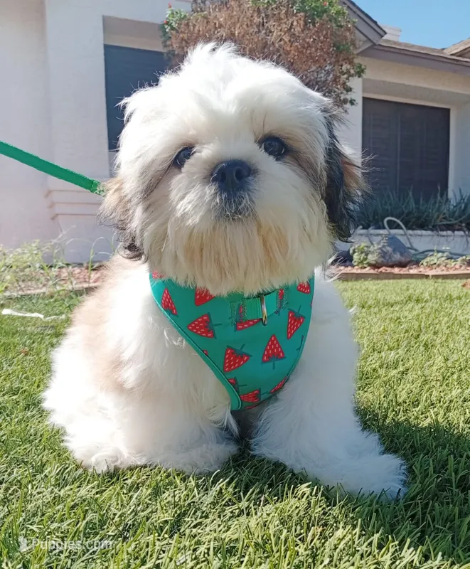 Boton – Shih Tzu puppy for sale in Phoenix, AZ