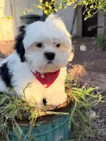 Turko, a male Shih Tzu for sale in Phoenix, AZ – 3 of 4