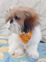 Chiquitin , a male Shih Tzu for sale in Phoenix, AZ – 2 of 3