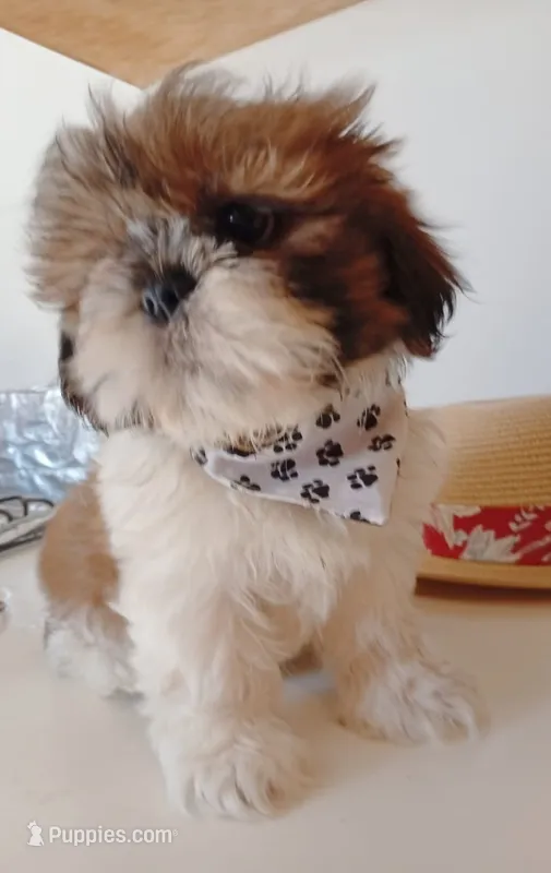 Chiquitin  – Shih Tzu puppy for sale in Phoenix, AZ