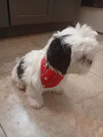 Turko, a male Shih Tzu for sale in Phoenix, AZ – 3 of 3