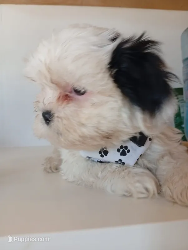 Max Junior – Shih Tzu puppy for sale in Phoenix, AZ