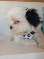 Max Junior, a male Shih Tzu for sale in Phoenix, AZ – 1 of 1