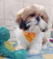 Chiquitin , a male Shih Tzu for sale in Phoenix, AZ – 3 of 3