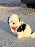 Turko, a male Shih Tzu for sale in Phoenix, AZ – 4 of 4