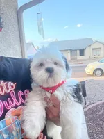 Turko, a male Shih Tzu for sale in Phoenix, AZ – 2 of 4