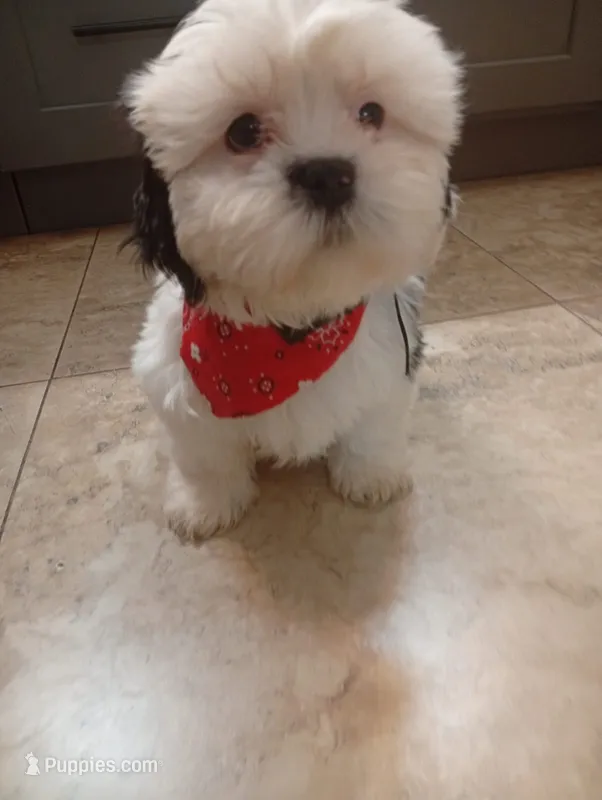 Turko – Shih Tzu puppy for sale in Phoenix, AZ