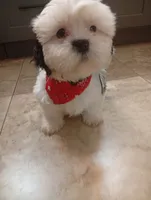 Turko, a male Shih Tzu for sale in Phoenix, AZ – 1 of 3