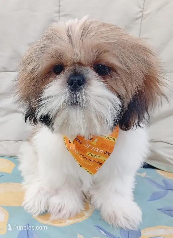 Chiquitin  – Shih Tzu puppy for sale in Phoenix, AZ