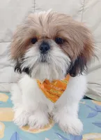 Chiquitin , a male Shih Tzu for sale in Phoenix, AZ – 1 of 3