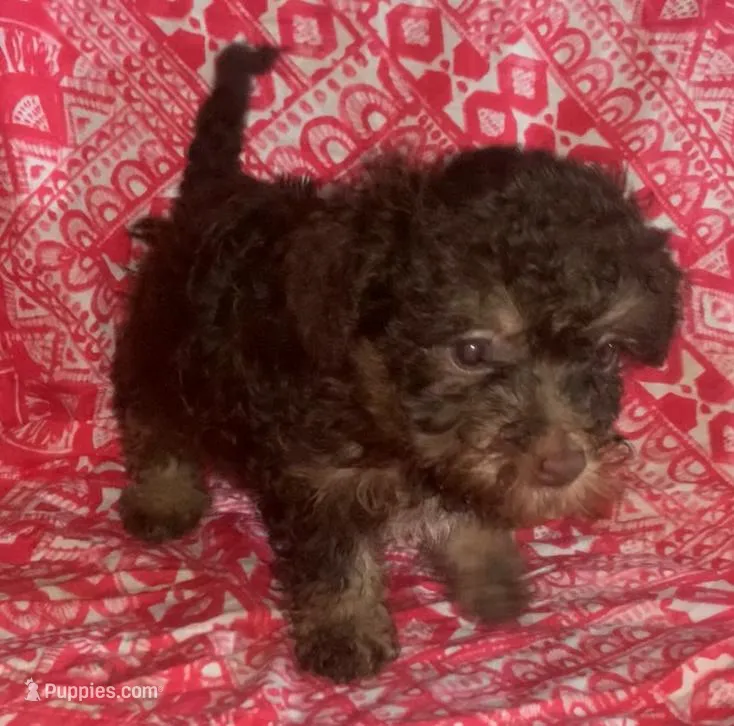 tiny F yorkie like yorkiepoo – Yorkshire Terrier, Poodle - Miniature  puppy for sale in Sacramento, CA