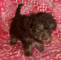 tiny F yorkie like yorkiepoo, a female Yorkshire Terrier and Poodle - Miniature  for sale in Sacramento, CA – Photo 1 of 2