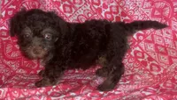 tiny F yorkie like yorkiepoo, a female Yorkshire Terrier and Poodle - Miniature  for sale in Sacramento, CA – Photo 2 of 2