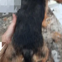 F Chorkie dog shots, a female Yorkipoo and Chorkie for sale in Sacramento, CA – Photo 3 of 9