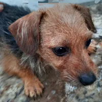 F Chorkie dog shots, a female Yorkipoo and Chorkie for sale in Sacramento, CA – Photo 1 of 9