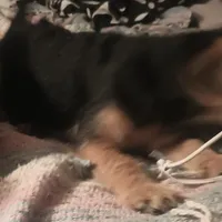 F Chorkie dog shots, a female Yorkipoo and Chorkie for sale in Sacramento, CA – Photo 7 of 9