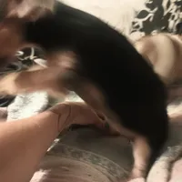 F Chorkie dog shots, a female Yorkipoo and Chorkie for sale in Sacramento, CA – Photo 5 of 9