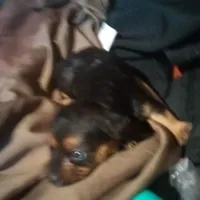 F Chorkie dog shots, a female Yorkipoo and Chorkie for sale in Sacramento, CA – Photo 9 of 9