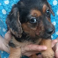 F Chorkie dog shots, a female Yorkipoo and Chorkie for sale in Sacramento, CA – Photo 6 of 9