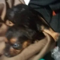 F Chorkie dog shots, a female Yorkipoo and Chorkie for sale in Sacramento, CA – Photo 8 of 9