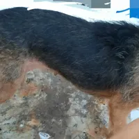 F Chorkie dog shots, a female Yorkipoo and Chorkie for sale in Sacramento, CA – Photo 4 of 9