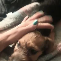 F Chorkie dog shots, a female Yorkipoo and Chorkie for sale in Sacramento, CA – Photo 2 of 9