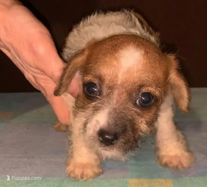 M tri-color short hair